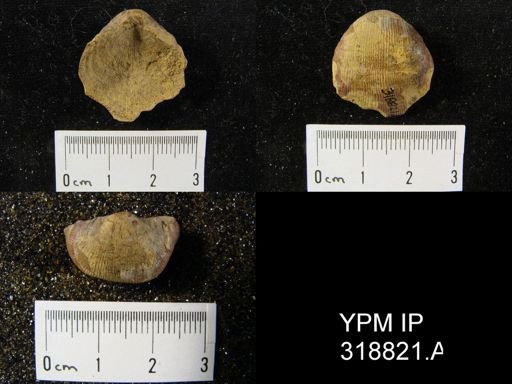 Productus cora