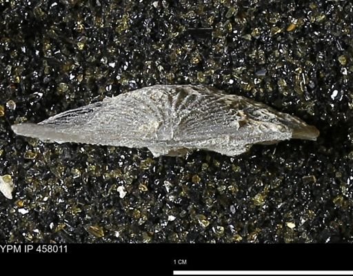 Strophodonta sp.