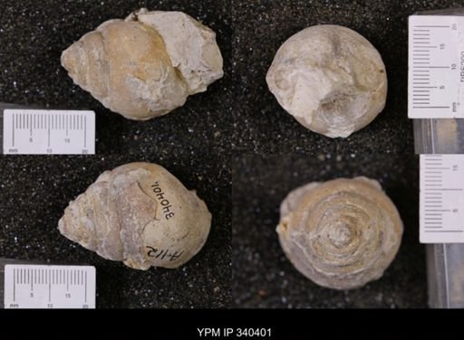 Tylostoma tumidum