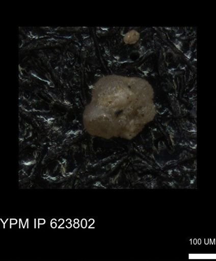 undet. Foraminiferida