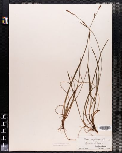 Carex varia