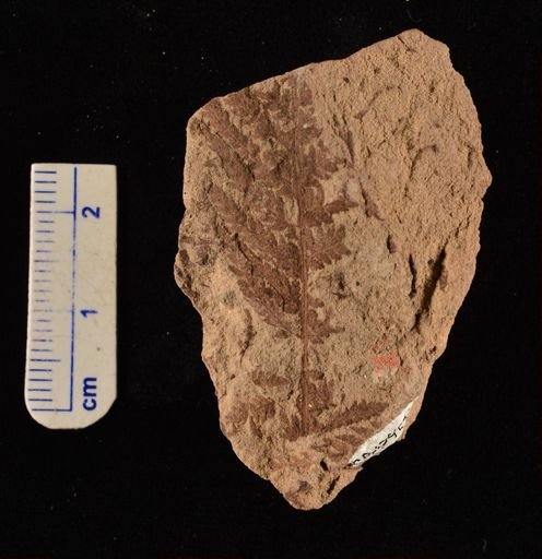 Cladophlebis sp.