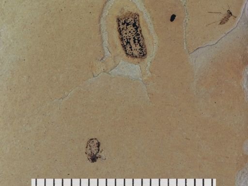 Coleoptera