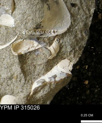 undet. Bivalvia