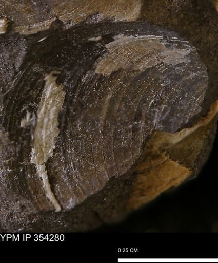 Limopsis striatopunctatus