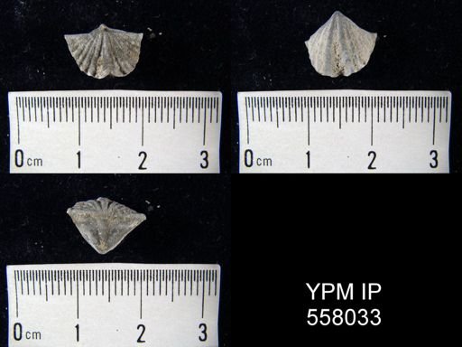 Cyrtina umbonata alpenensis?