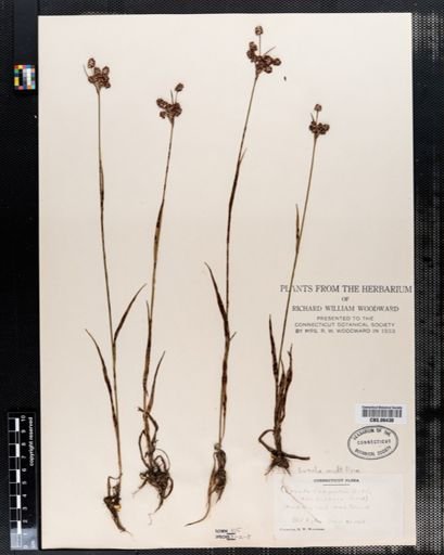 Luzula multiflora