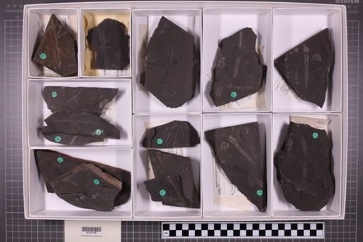 mixed taxa, stratigraphic collection