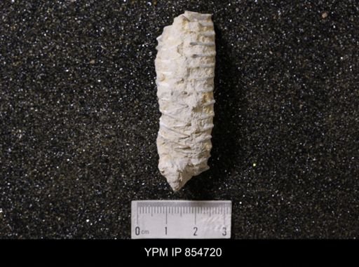 Alectryonia carinata