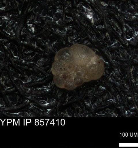 undet. Foraminiferida