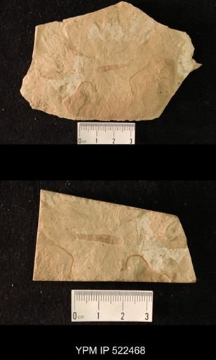 undet. Odonata