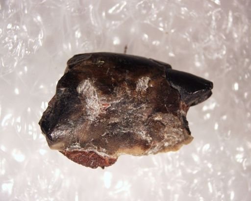 Apatemyidae