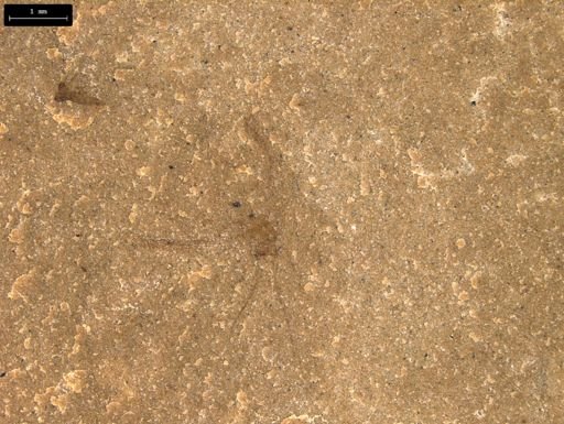 taxon undetermined