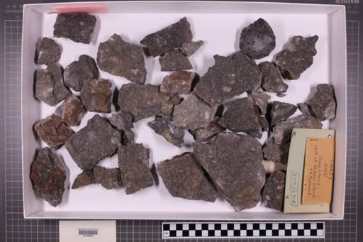 mixed taxa, stratigraphic collection