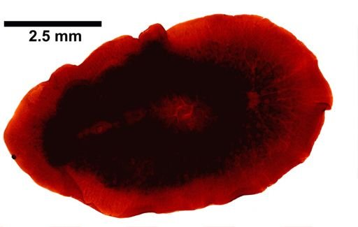 Pleioplana atomata