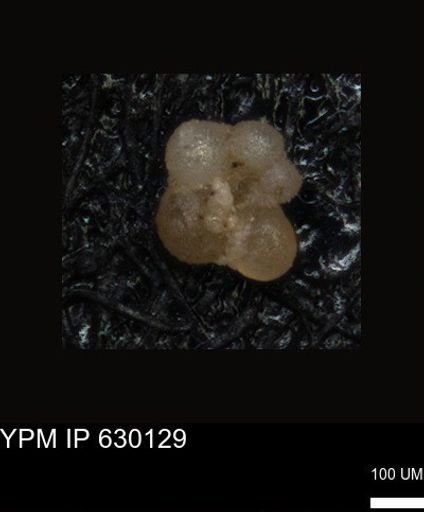 undet. Foraminiferida