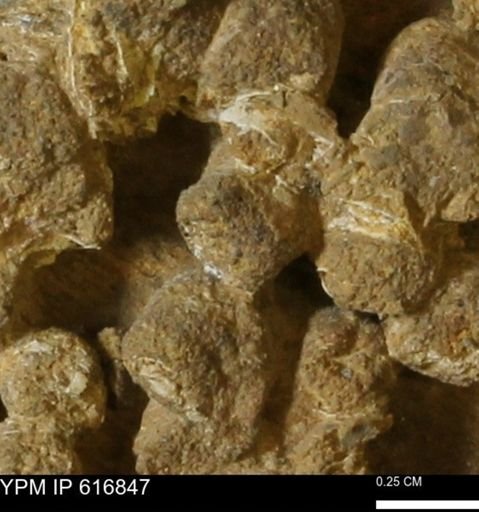 Teredo sp.
