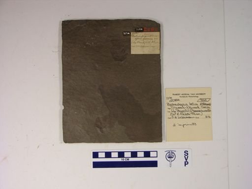 Batrachopus bellus