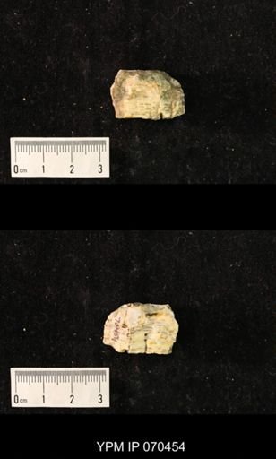 Favosites brownsportensis