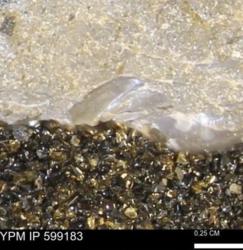 undet. Orthoidea