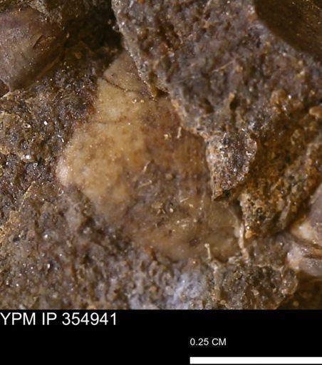 undet. Mollusca