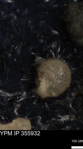 undet. Foraminiferida
