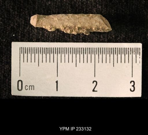 Archaeocidaris sp.