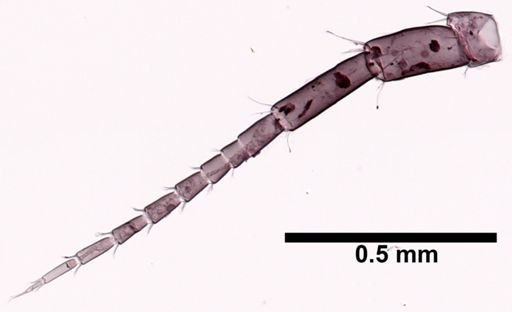 Hyalella cf. azteca