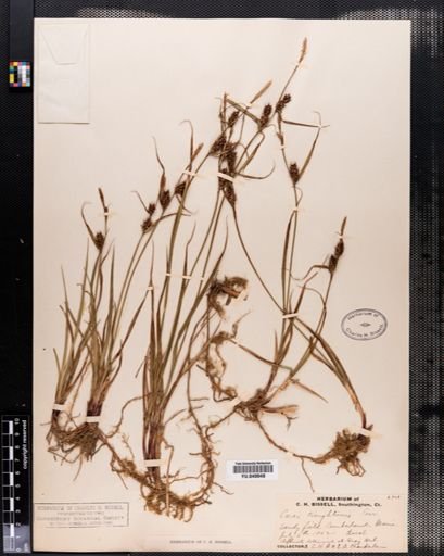 Carex houghtonii