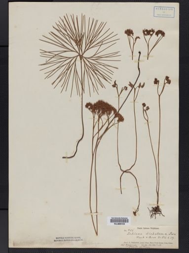 Schizaea dichotoma