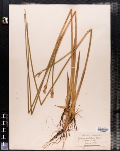 Juncus militaris