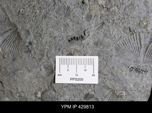 undet. Ostracoda