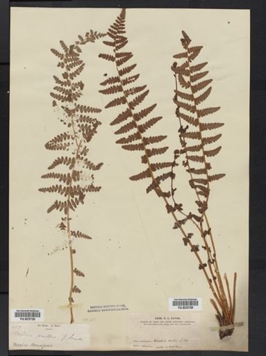 Woodsia