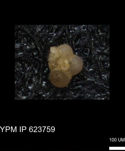 undet. Rugoglobigerinidae