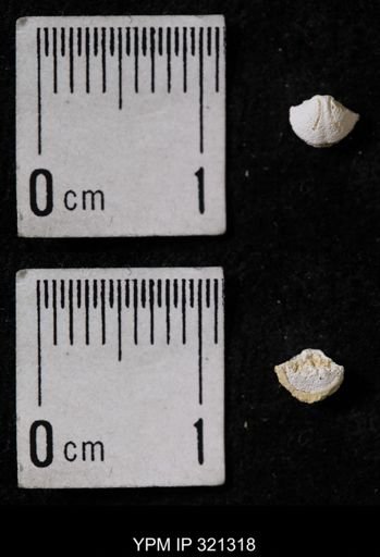 Ambocoelia umbonata