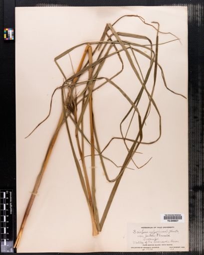 Scirpus cyperinus