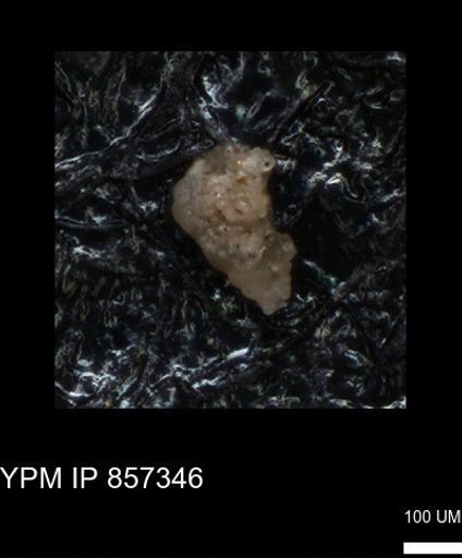 undet. Foraminiferida