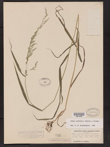 Cinna latifolia