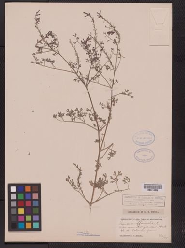 Fumaria officinalis