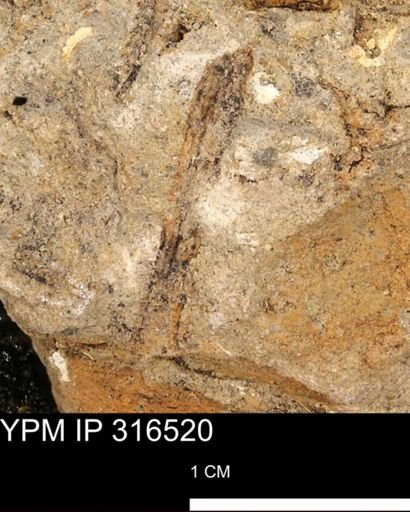 undet. Mollusca
