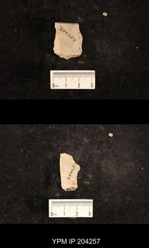Lemmatophora typa