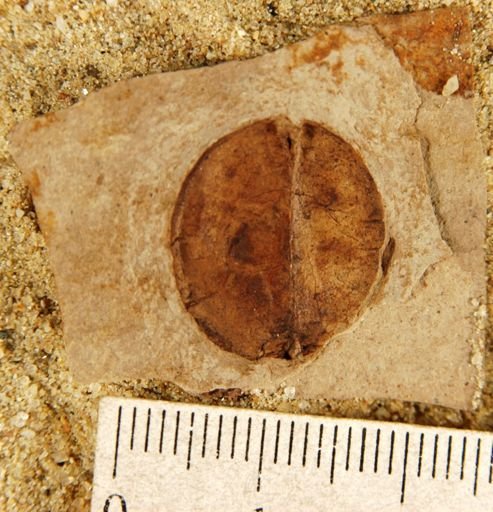 Cardiopteris?