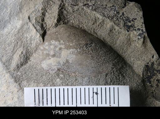 undet. Bivalvia