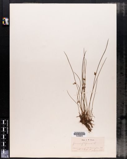 Juncus filiformis
