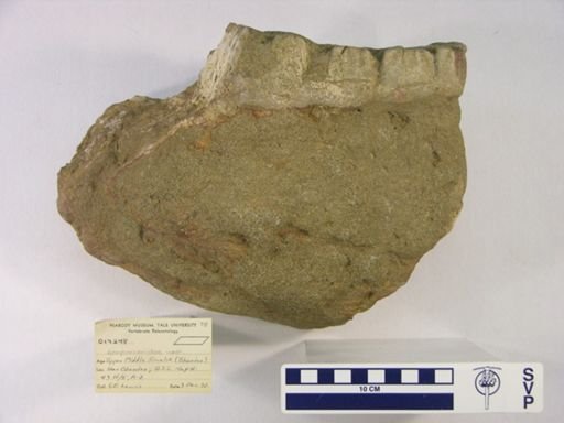 Gomphotheriidae