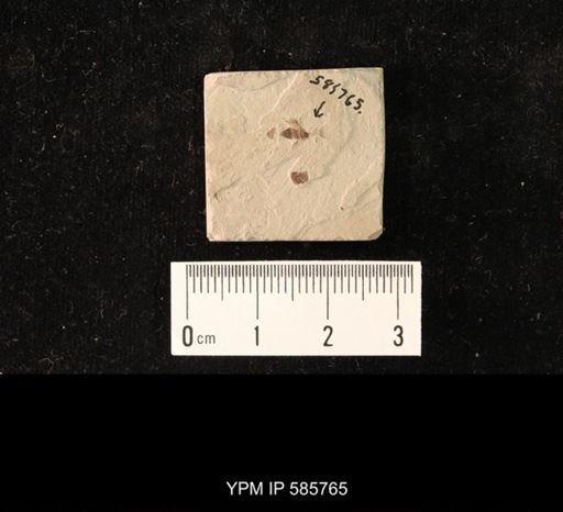 Coleoptera?