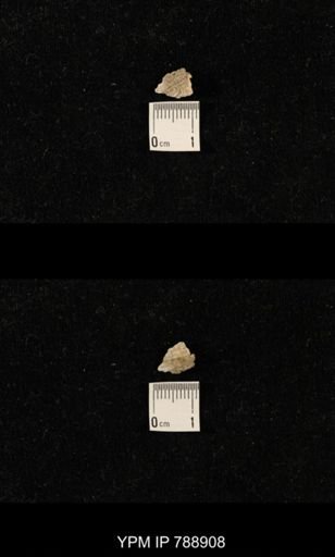 undet. Brachiopoda