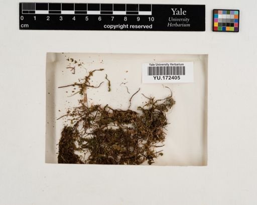 Plantae