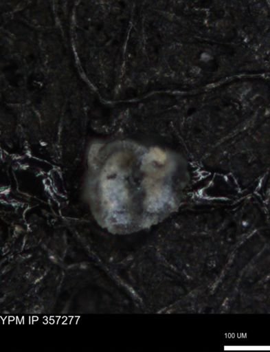 undet. Foraminiferida