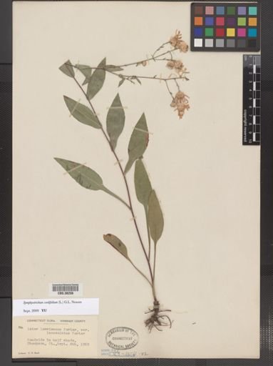 Symphyotrichum cordifolium